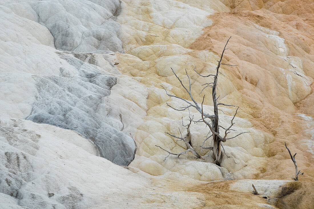 Mammoth Hot Springs Lower Terraces, Yellowstone National Park, Wyoming.