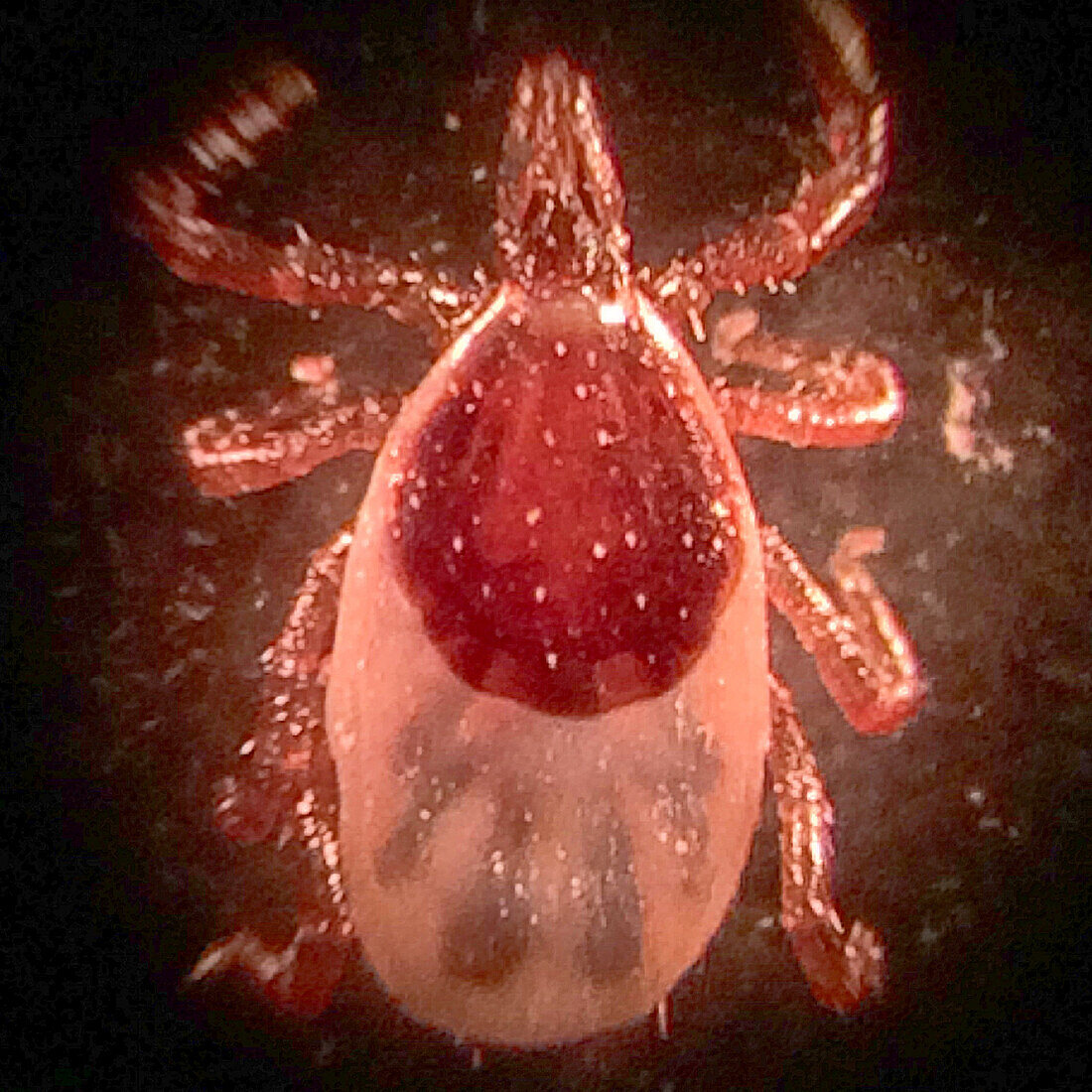 Tick seen through a microscope for research into Deer tick and Lyme disease at College Park, Maryland, USA