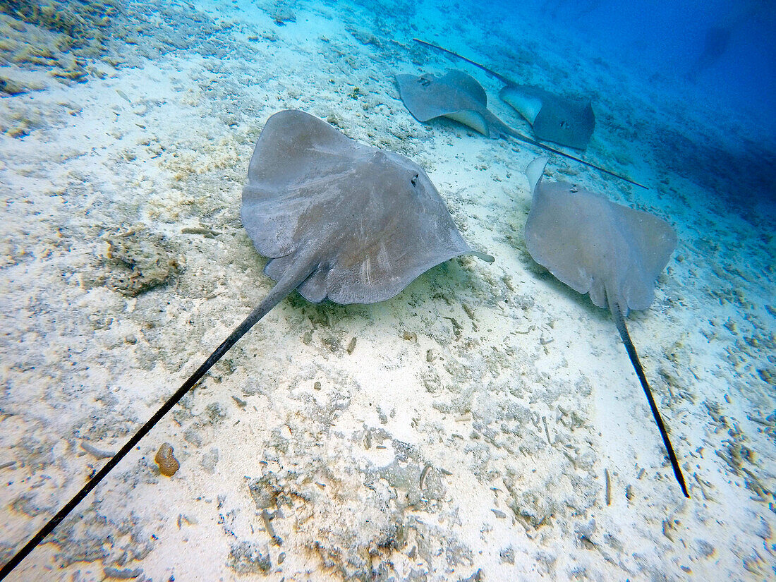 Tourists on a snorkeling excursion to view black tipped sharks and sting rays in the shallow waters of the Bora Bora lagoon, Moorea, French Polynesia, Society Islands, South Pacific. Cook's Bay.