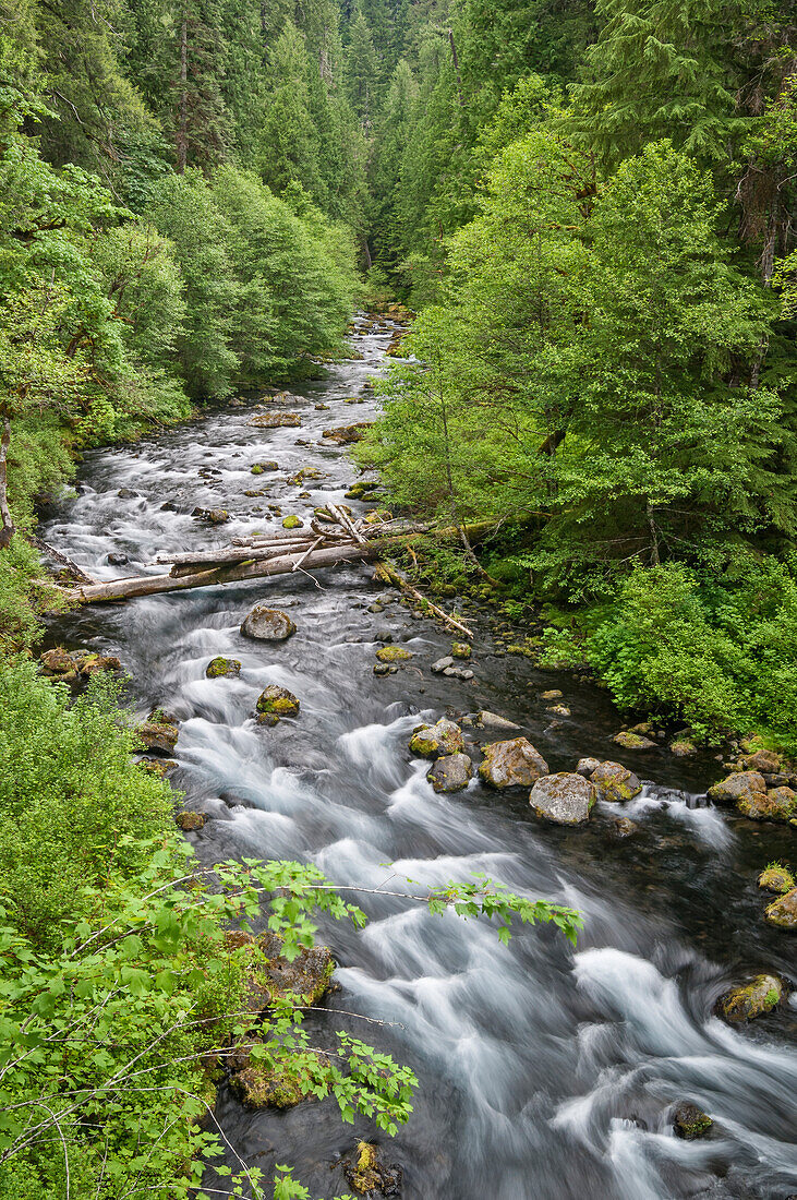 McKenzie River, Willamette National Forest, Cascade Mountains, Oregon.