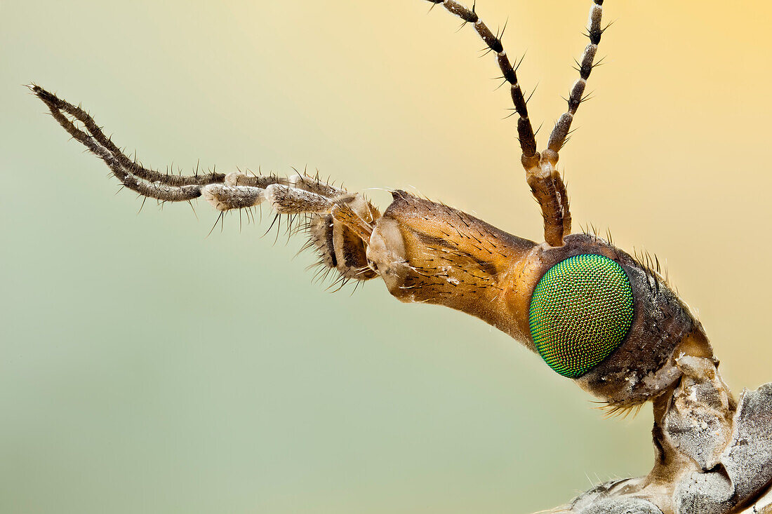 Crane flies are often misidentified as giant mosquitos but they are not related at all. They do have beautiful eyes.