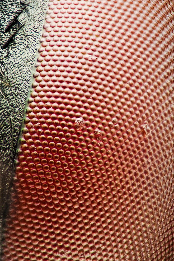 Musca domestica or house fly compound eye; the