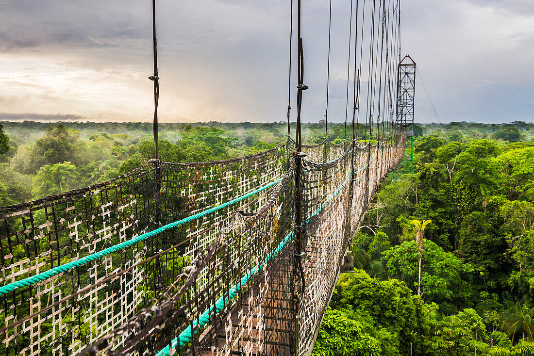 Jungle Canopy Walk in Amazon Rainforest at Sacha Lodge, Coca, Ecuador, South America