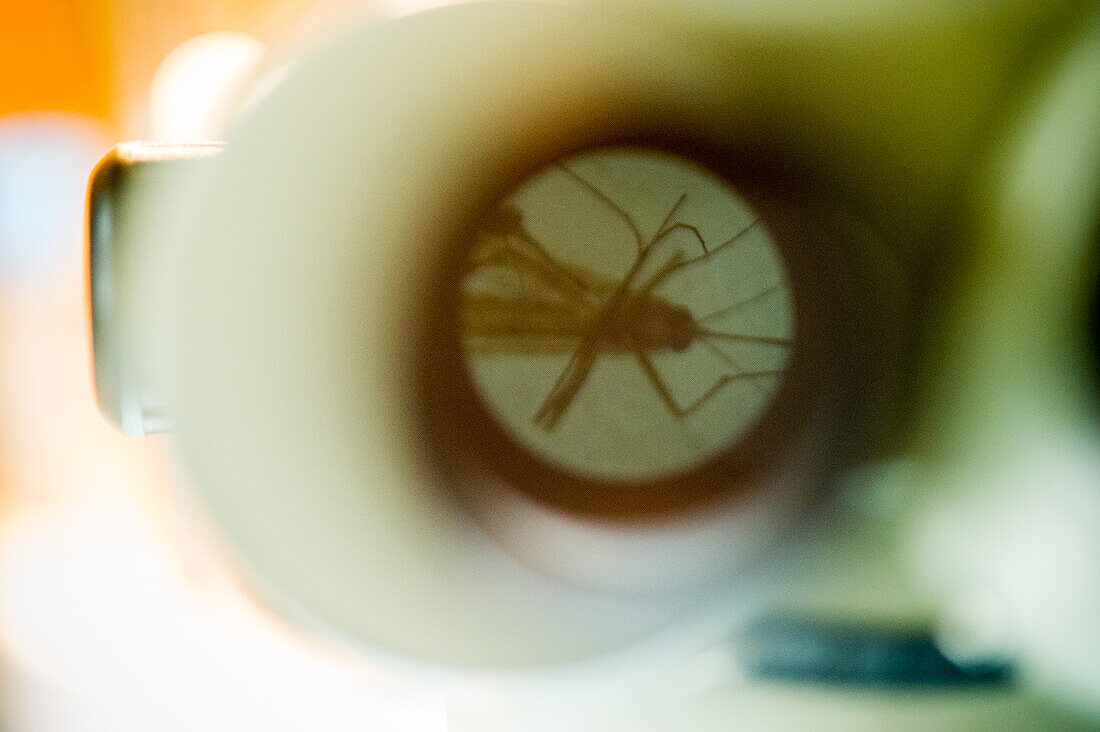 Stechmücke in der Linse eines Mikroskops