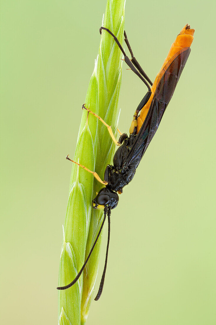 Sawflies are insects belonging to suborder Symphyta of the order Hymenoptera. The common name comes from the saw-like appearance of the ovipositor, which the females use to cut into the plants where they lay their eggs.