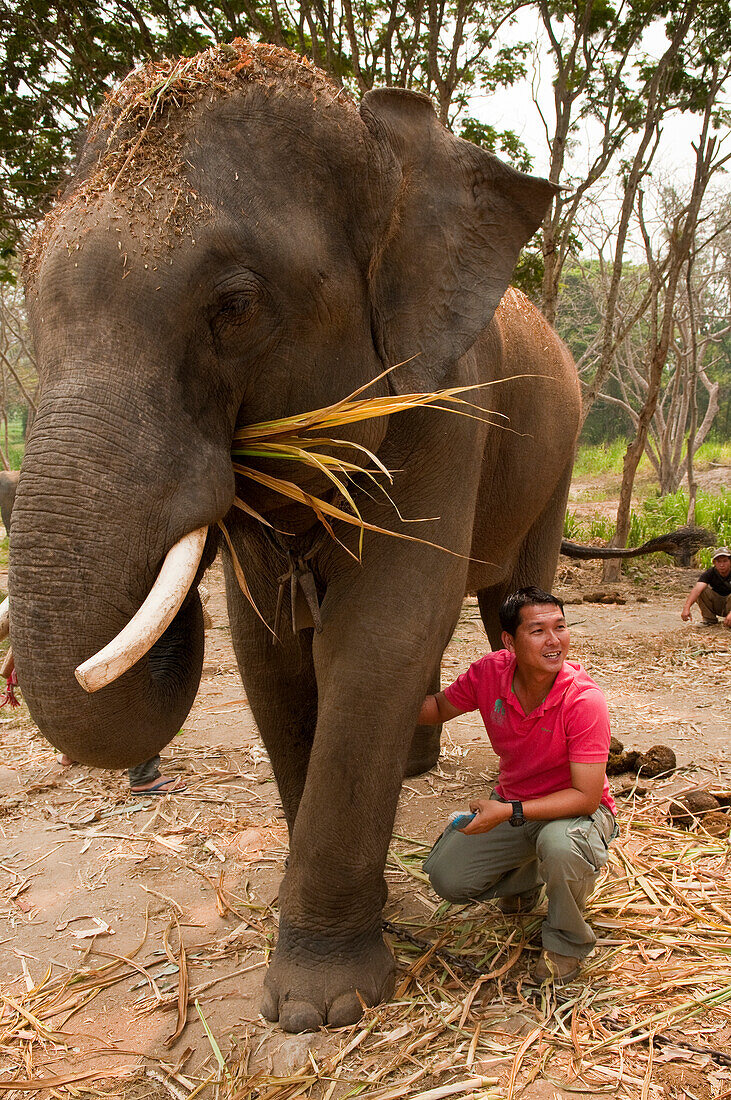 Patara Elephant Farm; Chiang Mai, Thailand: Besitzer Teerapat "Pat" Trungpakan demonstriert die Pflege der Elefanten.