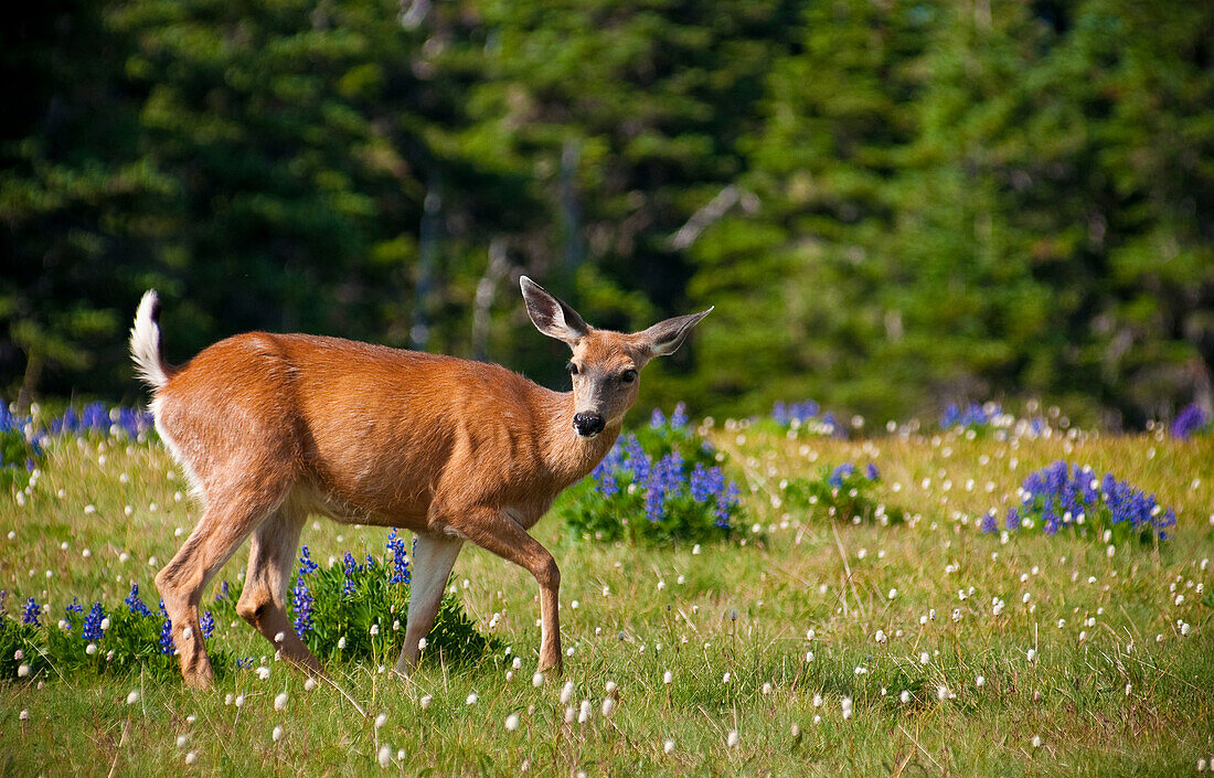 Schwarzwedelhirsch, Hurricane Ridge, Olympic National Park, Washington.