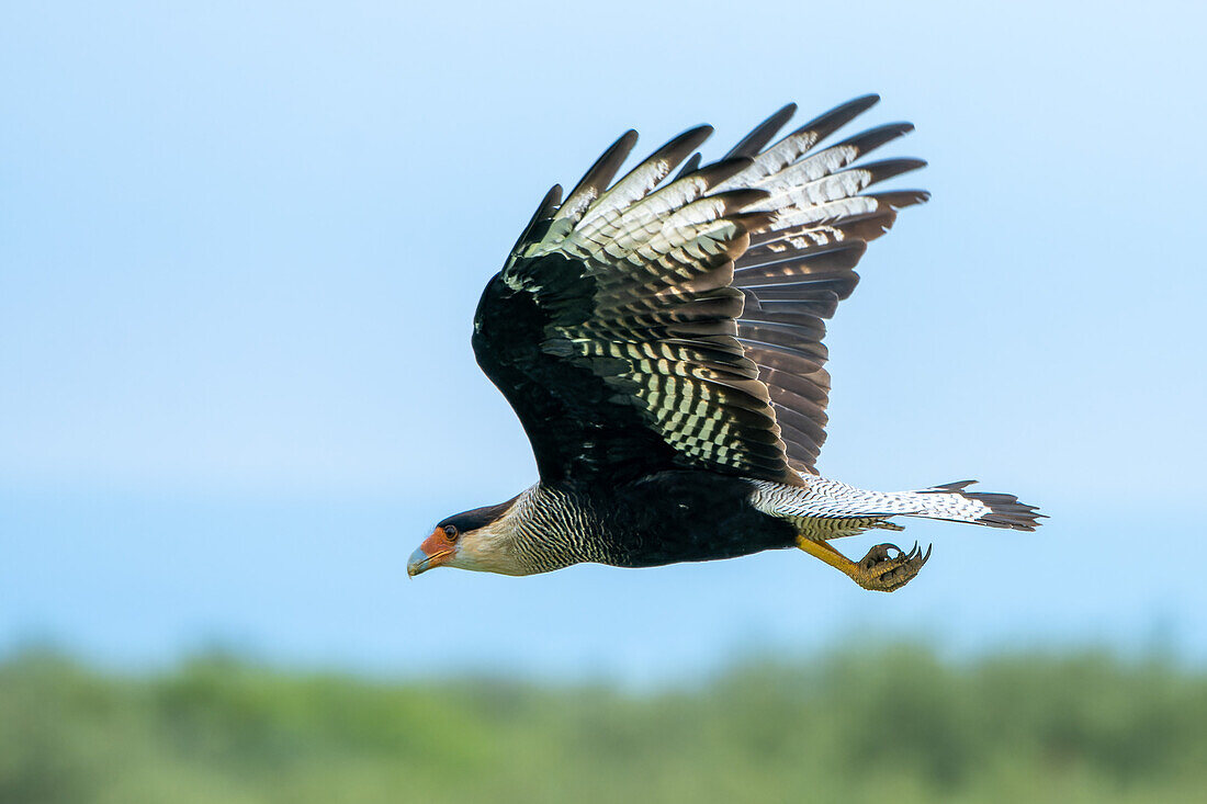 Ein Schopfkarakara, Caracara plancus, im Flug in der Provinz San Luis, Argentinien.