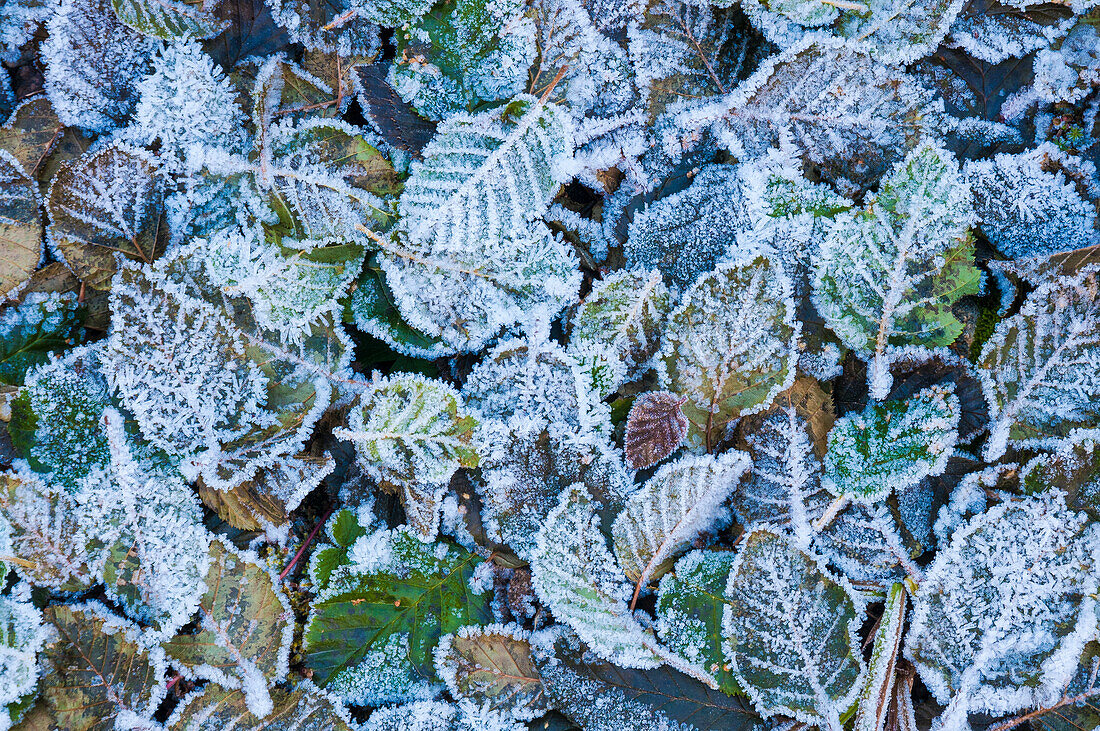 Frostige Blätter; Cutthroat Lake Trail, Okanogan-Wenatchee National Forest, Cascade Mountains, Washington.