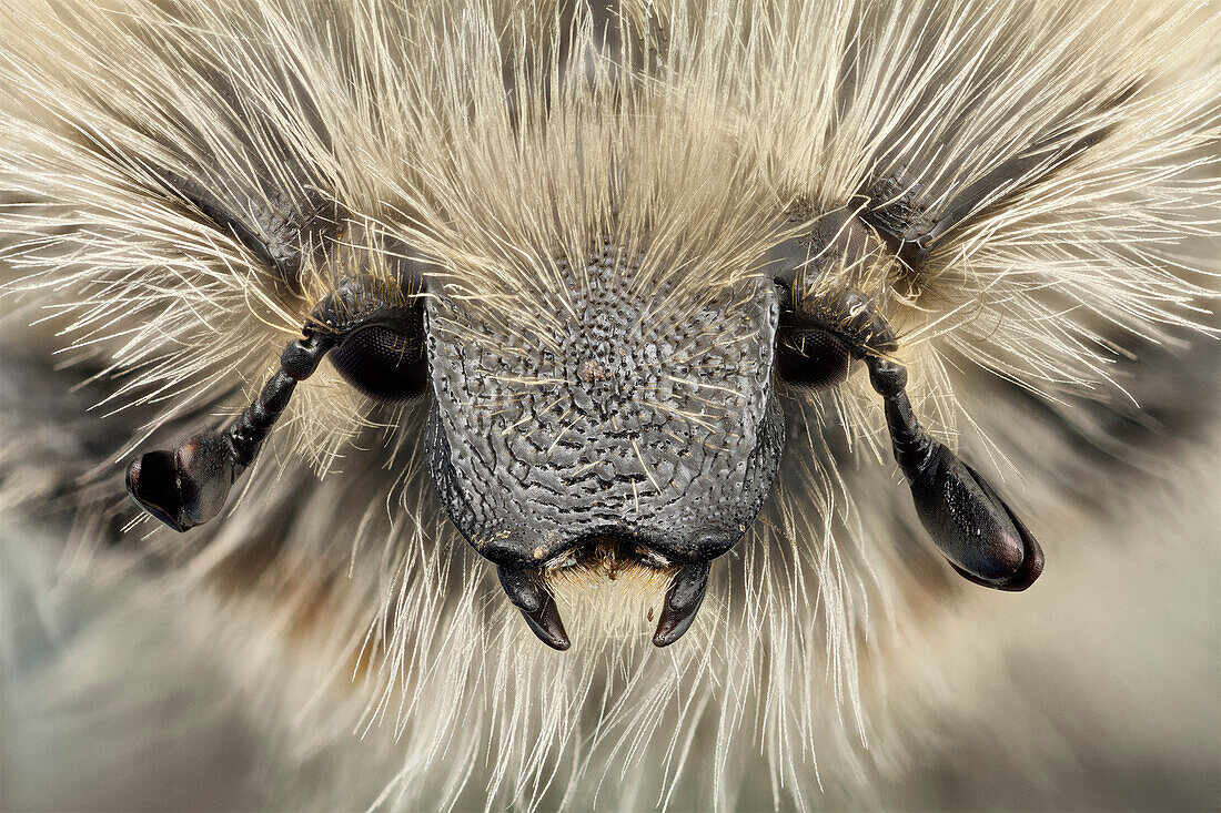 Front view of a flower beetle; this species is covered with a thick and long tawny hair.