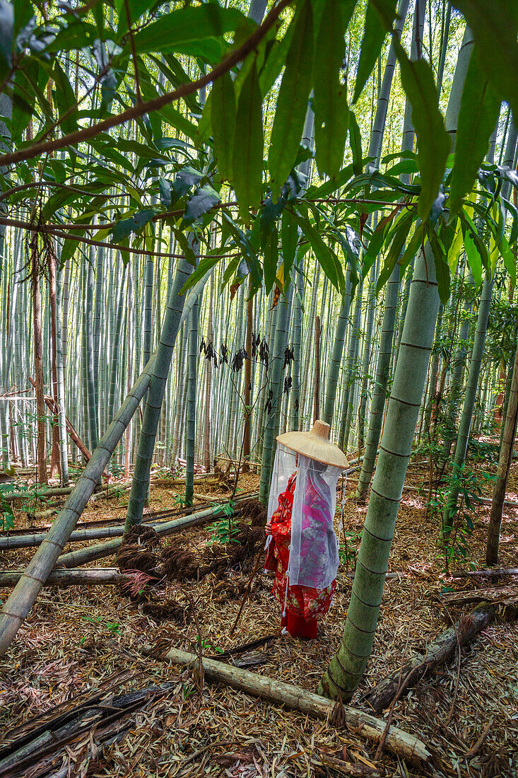 Kumano Kodo pilgrimage route. Daimon-zaka slope. Bamboo trees. Wakayama Prefecture. Kii Peninsula. Kansai region. Honshü Island . UNESCO World Heritage Site. Japan