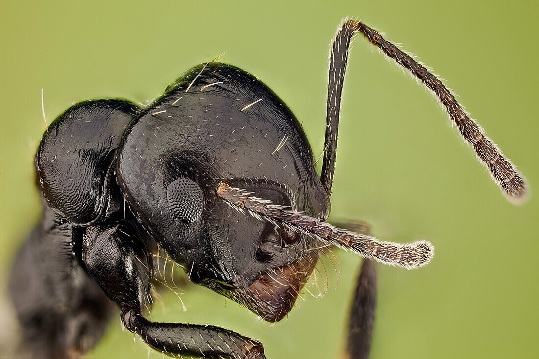 Hochvergrößerte Aufnahme einer Ameise, die zeigt, wie haarig sie sein kann