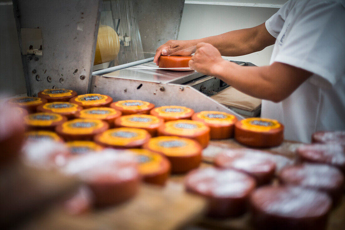 Verpacken von Käse in der Käsefabrik auf der Hacienda Zuleta, Imbabura, Ecuador, Südamerika