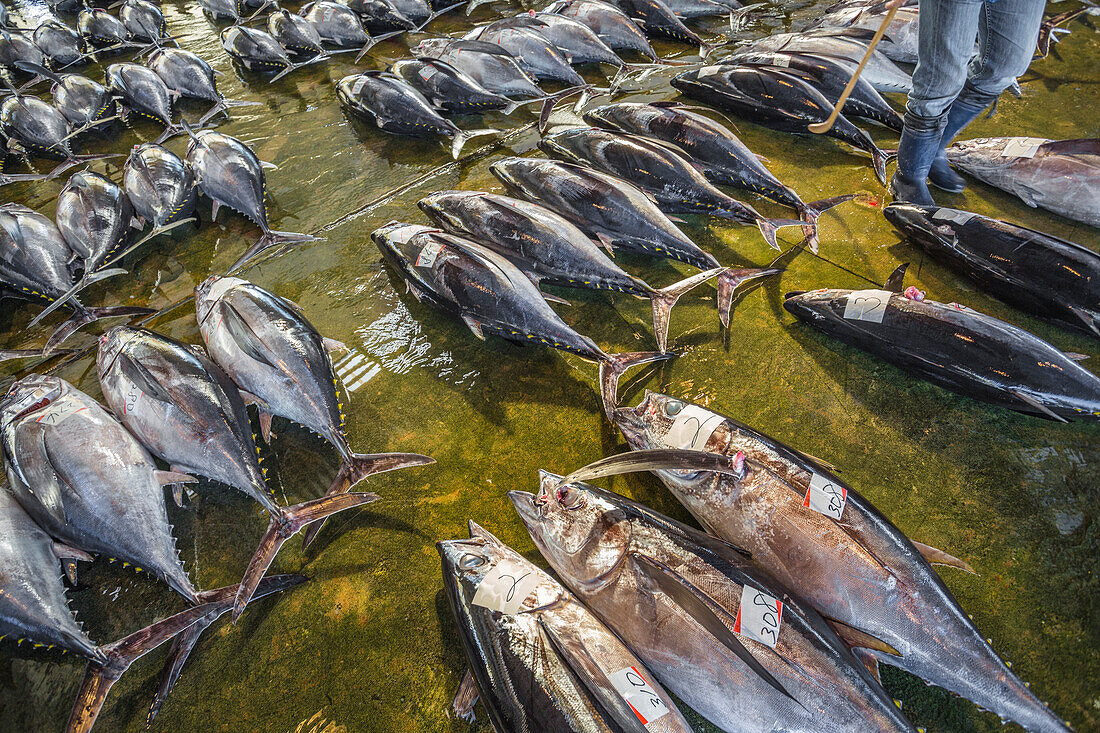 Kumano Kodo pilgrimage route. Fish market. Tuna fish. Fishing port. Katsuura. Nakahechi route. Wakayama Prefecture. Kii Peninsula. Kansai region. Honshü Island . Japan. UNESCO World Heritage Site.