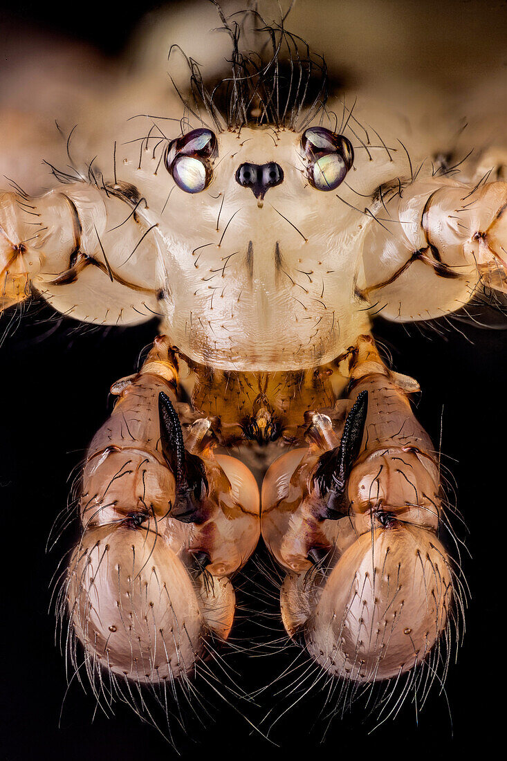 Die Pholcidae, gemeinhin als Kellerspinnen bekannt, sind eine Spinnenfamilie in der Unterordnung Araneomorphae. Die Familie umfasst etwa 1500 Arten, die in etwa 80 Gattungen unterteilt sind.