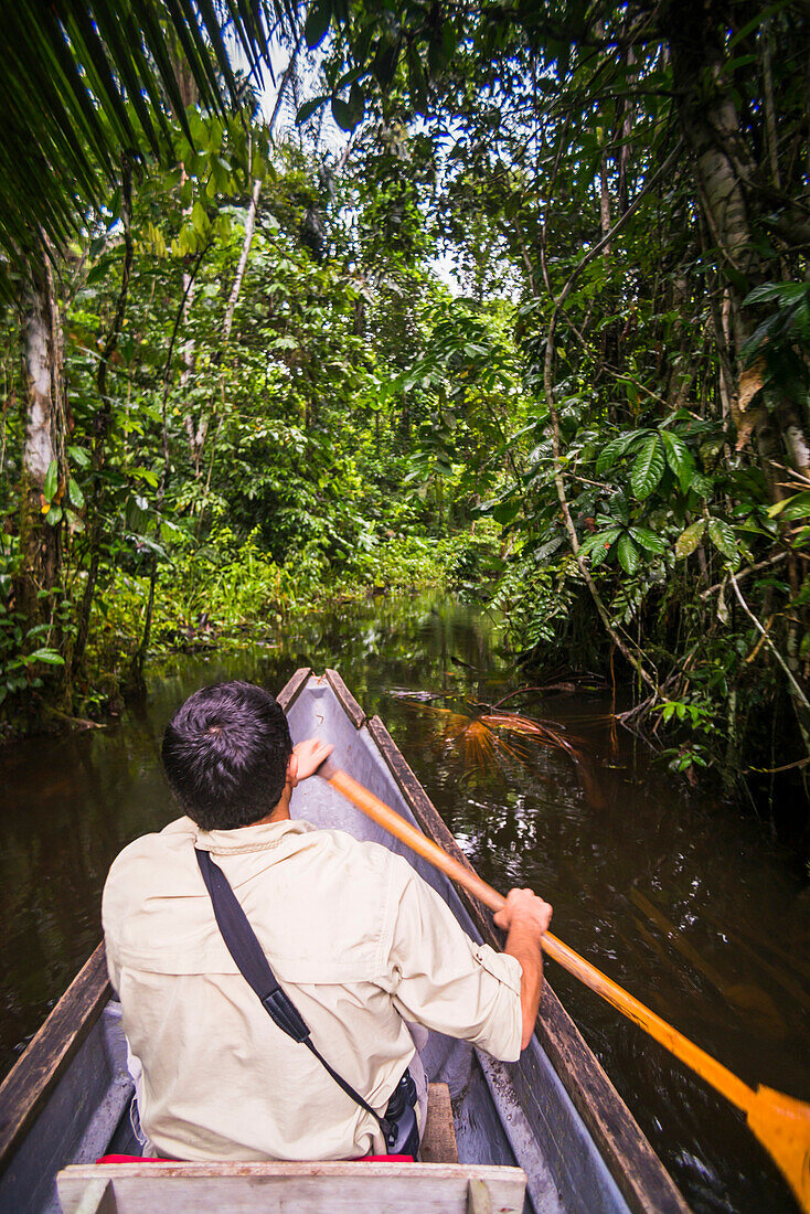 Dugout canoe ride in the Amazon Rainforest, Coca, Ecuador, South America