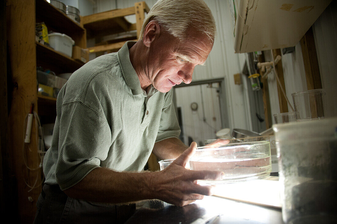 Scientist studying petri dish in a lab