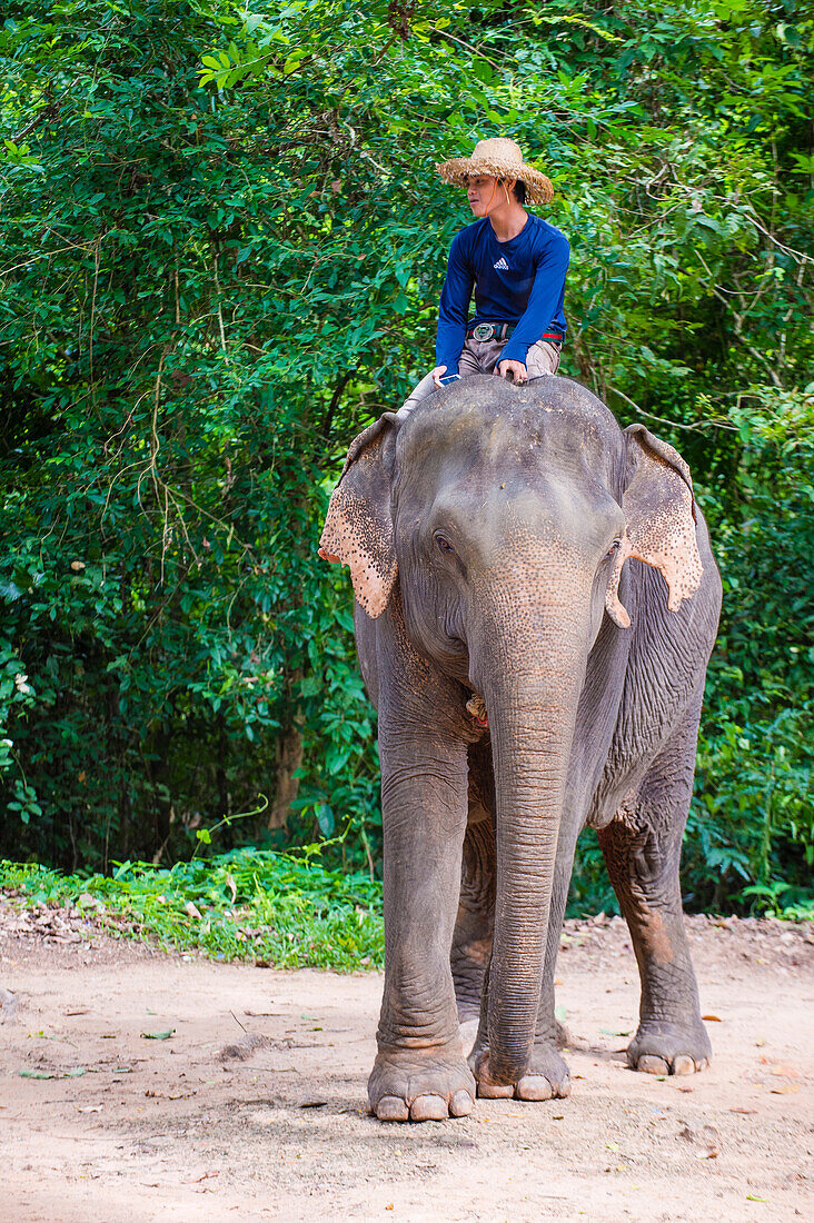 Cambodian man riding an Elephant at the Angkor Thom in Siem Reap Cambodia