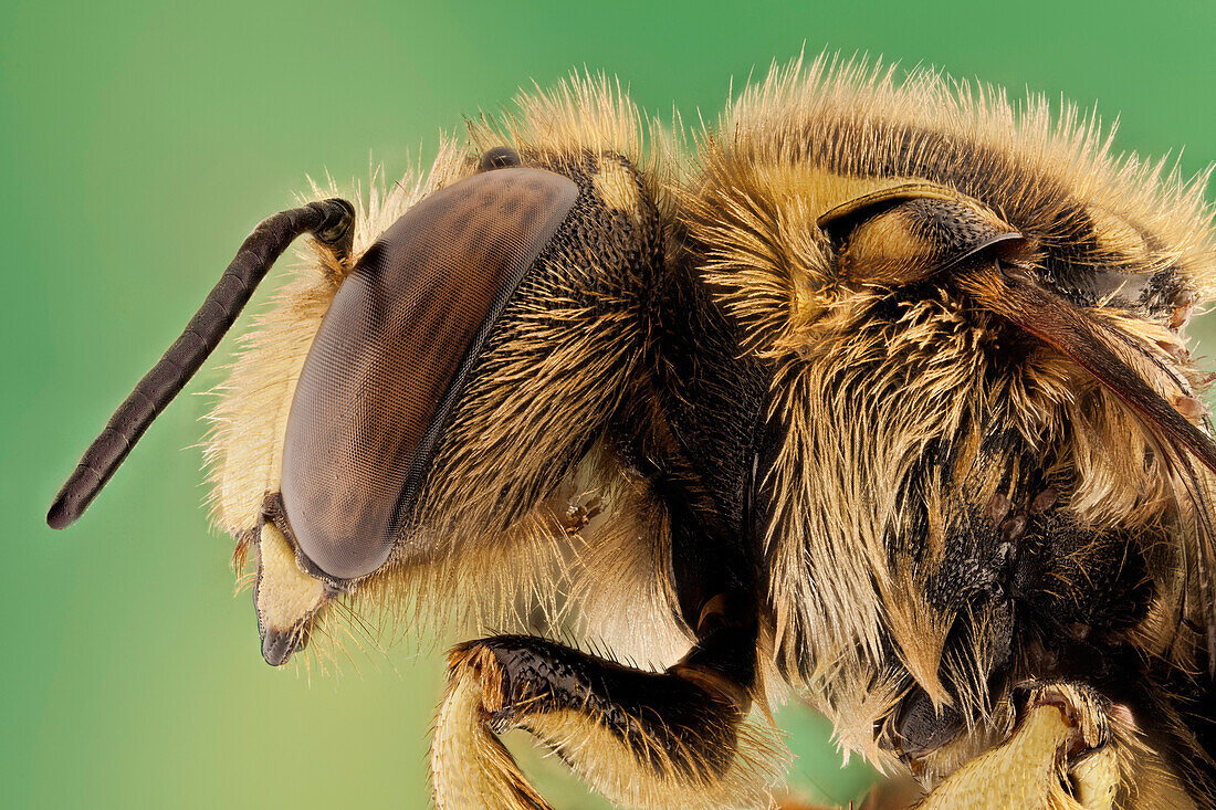 Anthidium manicatum oder Europäische Wollknäuelbiene, sie sind Blattschneider und nutzen Blätter und Blütenblätter von verschiedenen Zierpflanzen wie Rosen, Azaleen, Eschen, Rotbuchen und Bougainvillea. Sie verwenden die Blatt- und Blütenblattabschnitte zum Bau ihrer Nester.