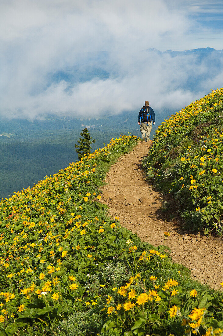 Hiker and balsamroot on Dog Mountain Trail, Columbia River Gorge National Scenic Area, Washington.