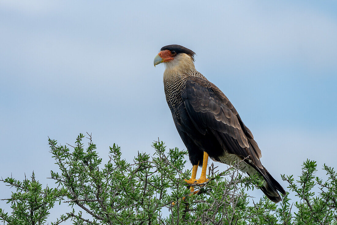 A Crested Caracara, Caracara plancus, perched in a tree in the San Luis Province, Argentina.
