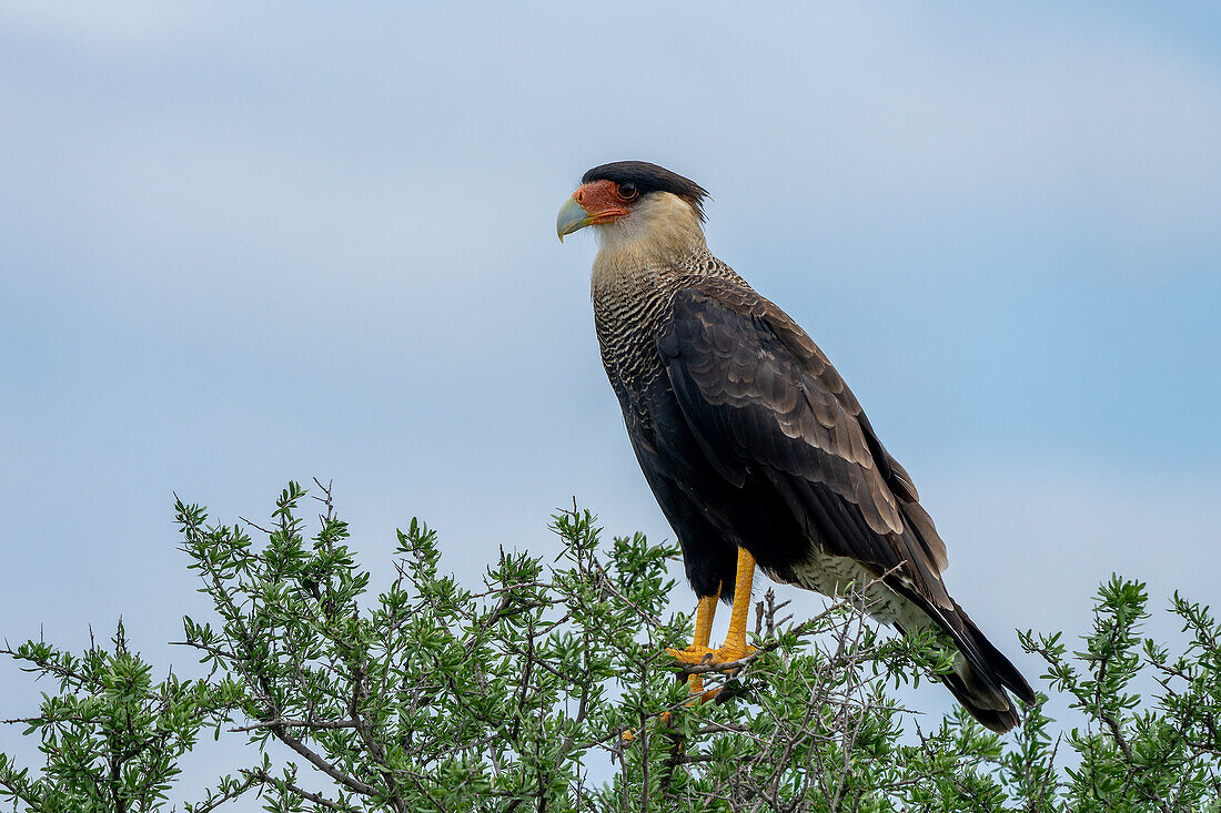 Ein Schopfkarakara, Caracara plancus, sitzt auf einem Baum in der Provinz San Luis, Argentinien.