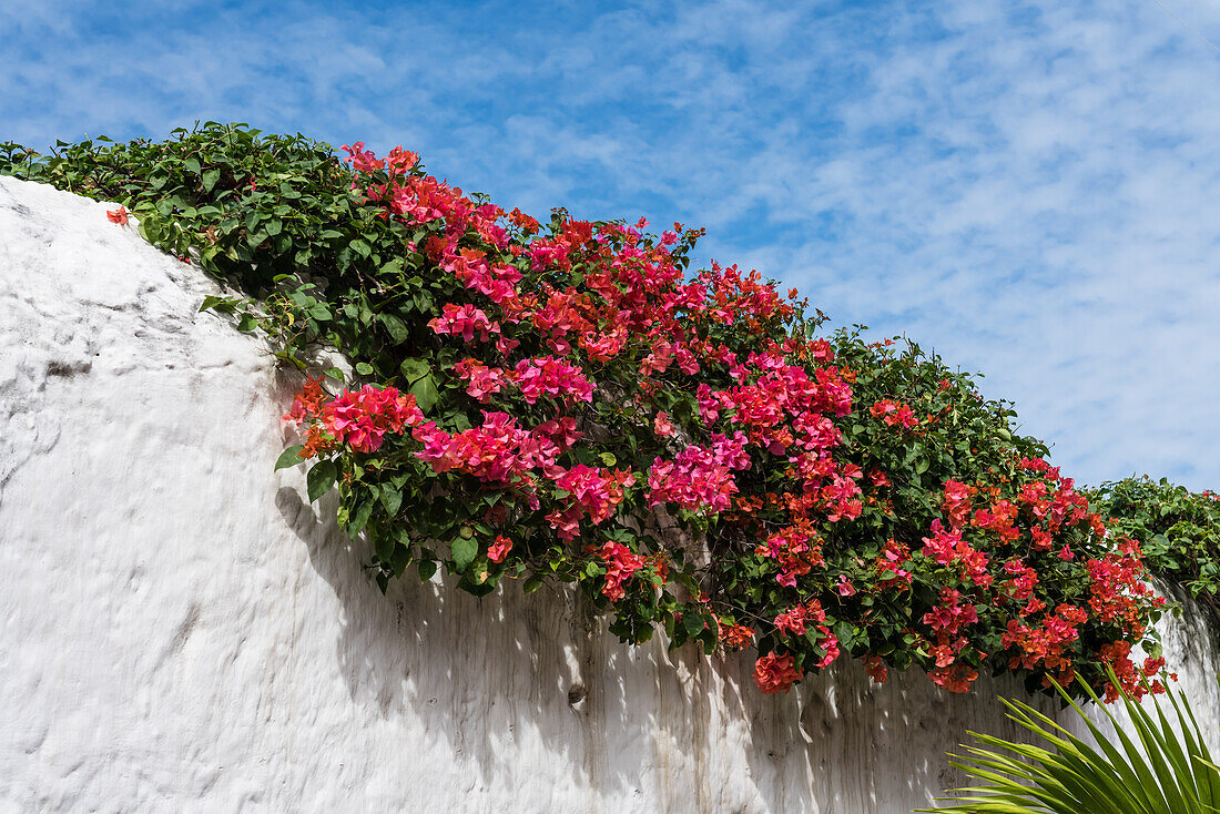 A bougainvillea in bloom on a wall on the Calzada de los Frailes in Valladolid, Yucatan, Mexico.