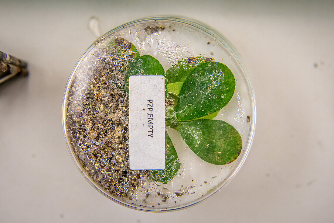 Eine einzelne Petrischale mit einem Exemplar einer Erdnusspflanze, Tifton, Georgia.