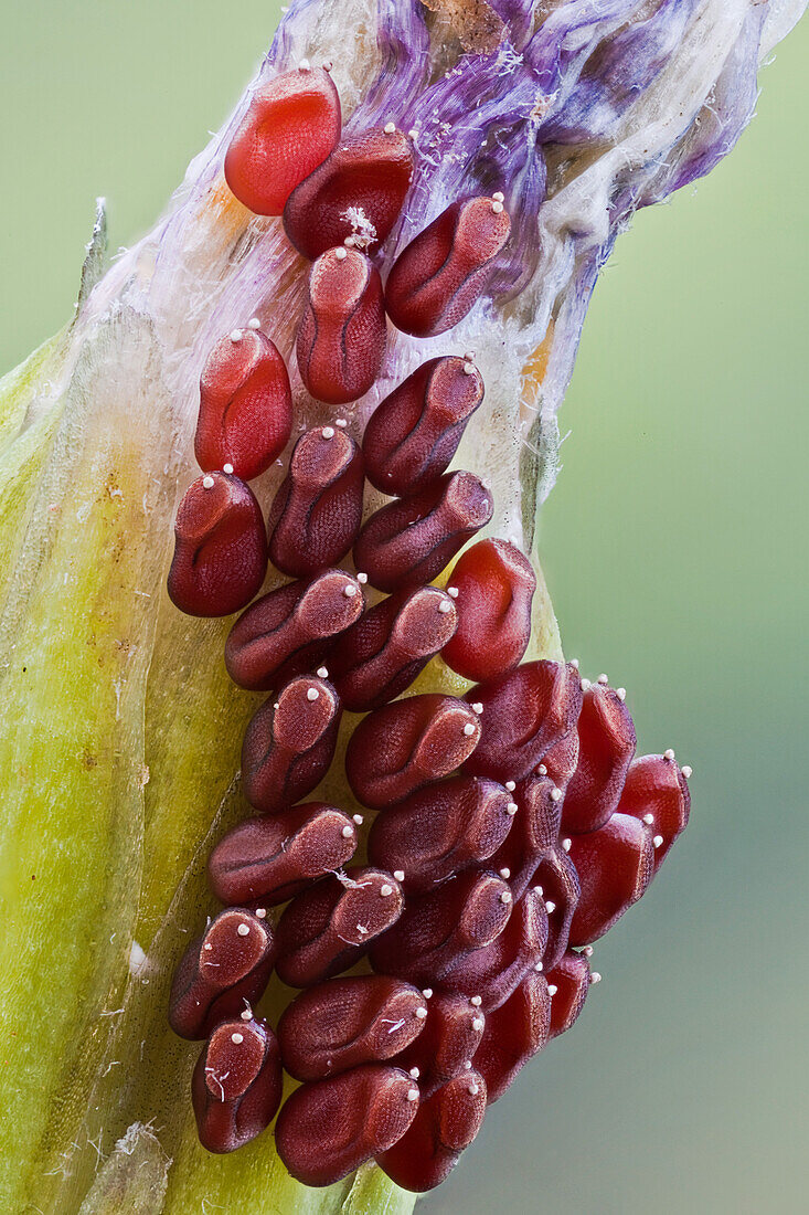 Echte Wanzeneier auf einer Wildblume; sie legen ihre Eier immer auf schwimmende Pflanzenteile, wie Blätter oder diese Blume