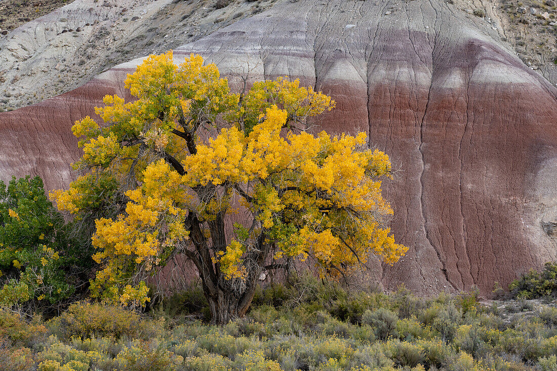 Cottonwood tree, Populus fremonti, in fall color in front of a colorful hillside in Capitol Reef National Park, Utah.
