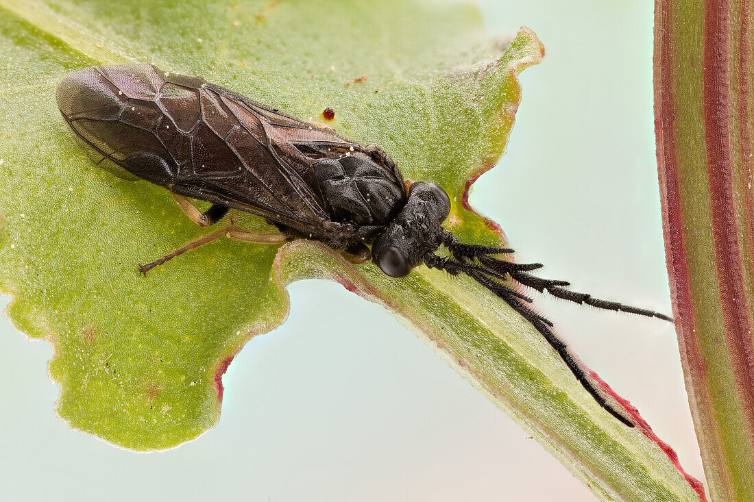 Sägefliegen unterscheiden sich von den meisten anderen Hautflüglern durch die breite Verbindung zwischen Hinterleib und Thorax und durch ihre raupenähnlichen Larven, die ihren Namen von dem sägeähnlichen Aussehen des Legebohrers haben, mit dem die Weibchen die Pflanzen anritzen, in die sie ihre Eier legen.