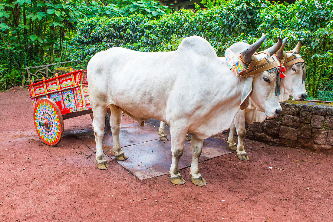 Ein costaricanischer Ochse, der einen traditionellen Kaffeewagen zieht