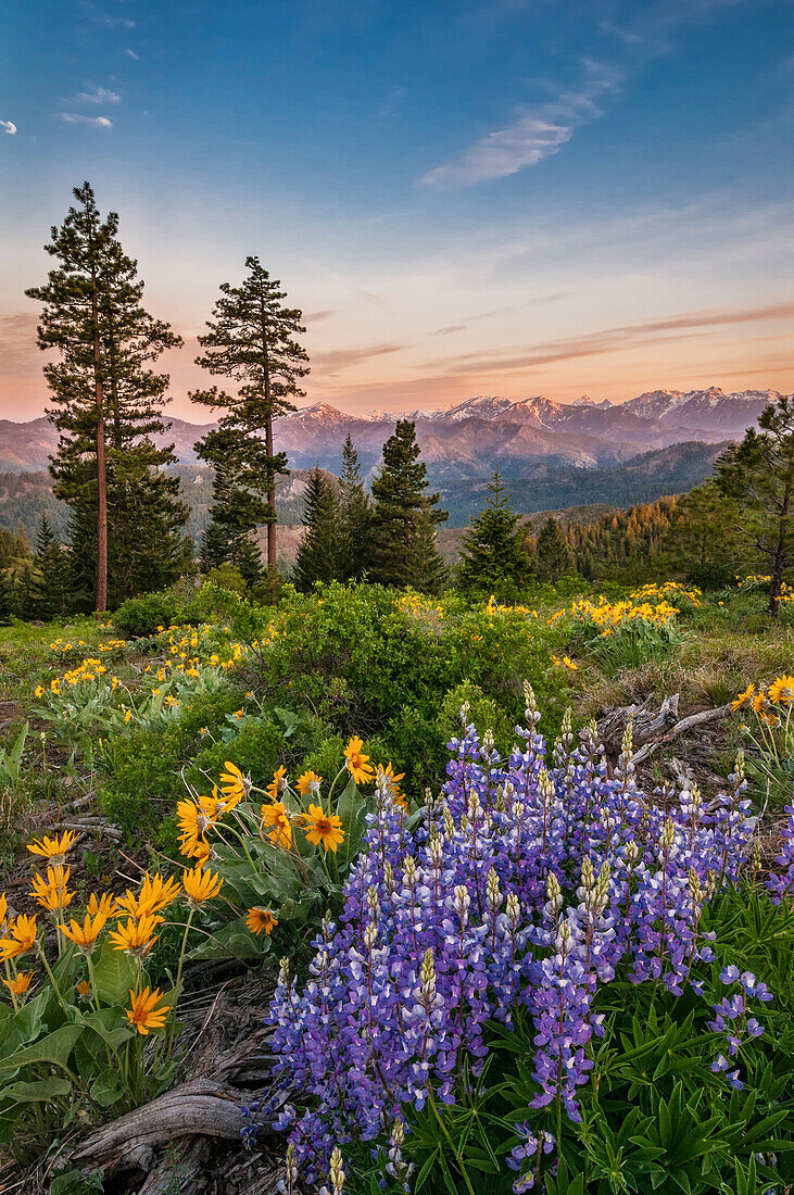 Lupine and balsamroot with Stuart Range mountains in the background; Tronsen Ridge Trail above Blewett Pass, Washington.