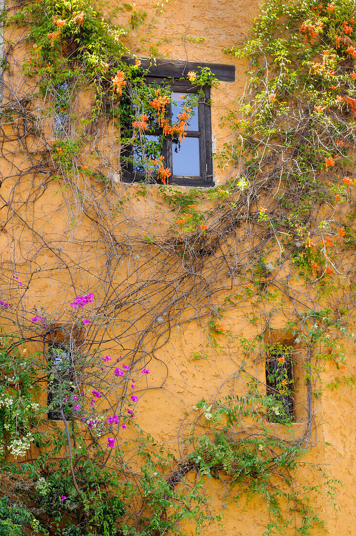 Vines growing on wall of building in Guanajuato, Mexico.