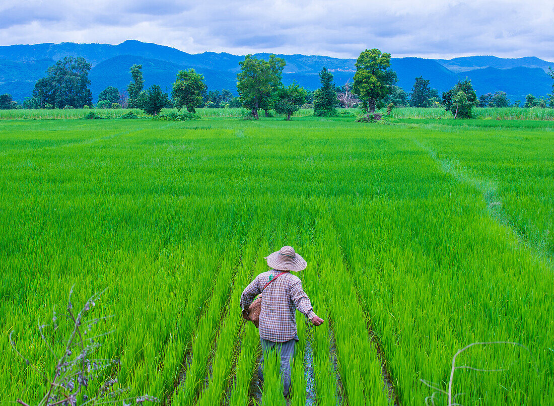 Porträt eines birmanischen Bauern bei der Arbeit auf einem Reisfeld im Shan-Staat Myanmar