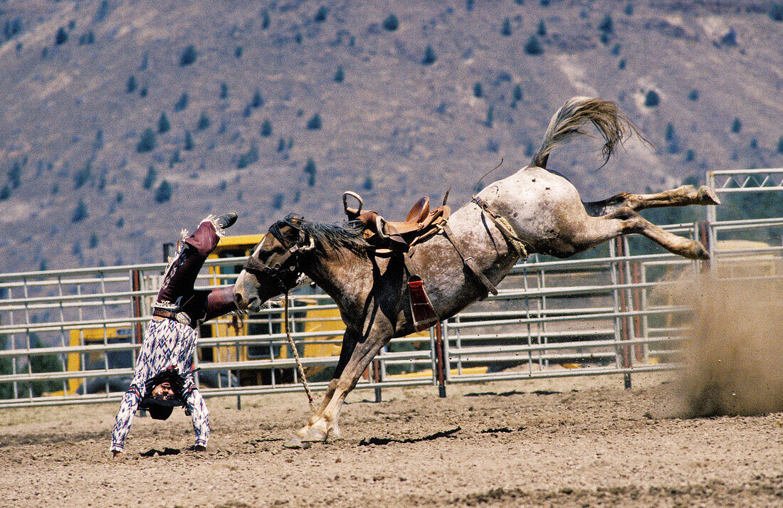 Cowboy, der während eines Rodeorittes bei der Pi-Ume-Sha Treaty Days Celebration von einem Pferd abgeworfen wird; Warm Springs Indian Reservation, Zentral-Oregon.