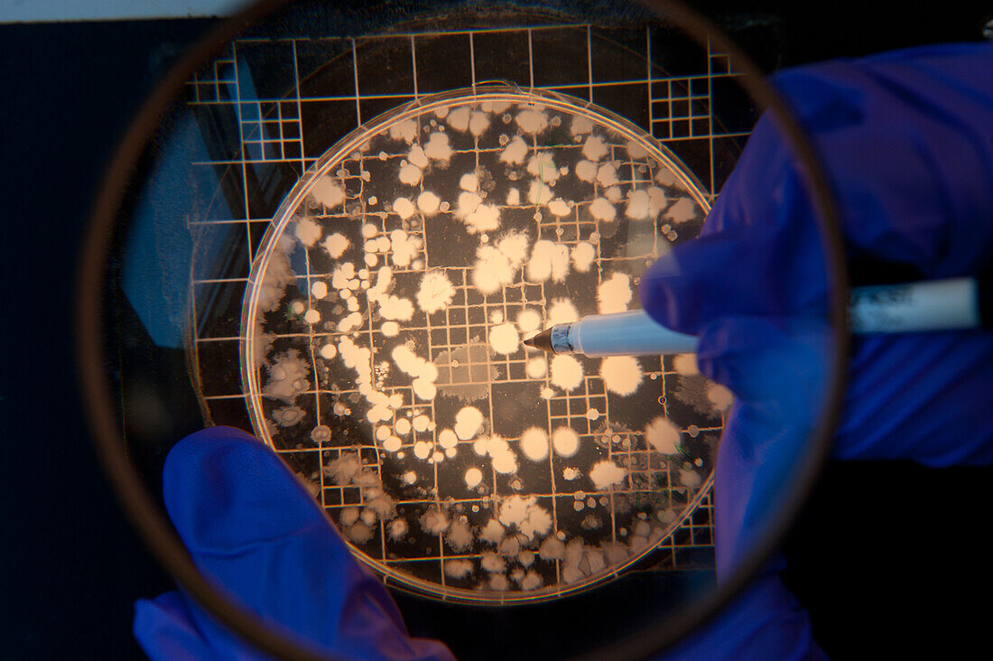 Scientist counting cultures on a petri dish