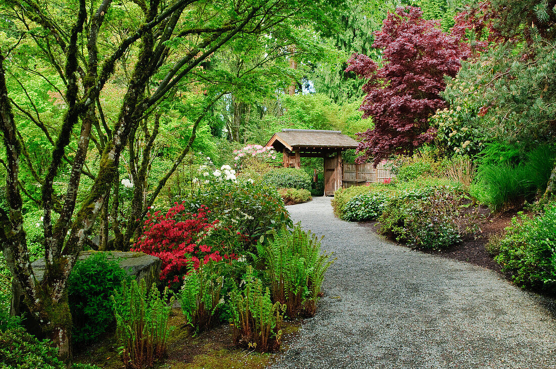 Japanischer Garten Yao im Botanischen Garten Bellevue; Bellevue, Washington.