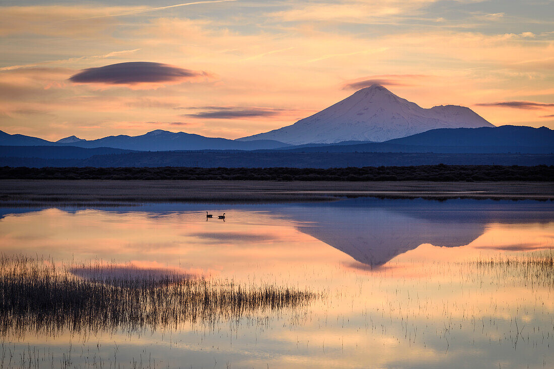 Kanadagänse am Lower Klamath Lake mit dem Mount Shasta in der Ferne; Lower Klamath National Wildlife Refuge, Kalifornien.