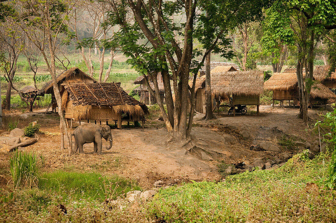 Patara Elephant Farm; Chiang Mai Province; Thailand.