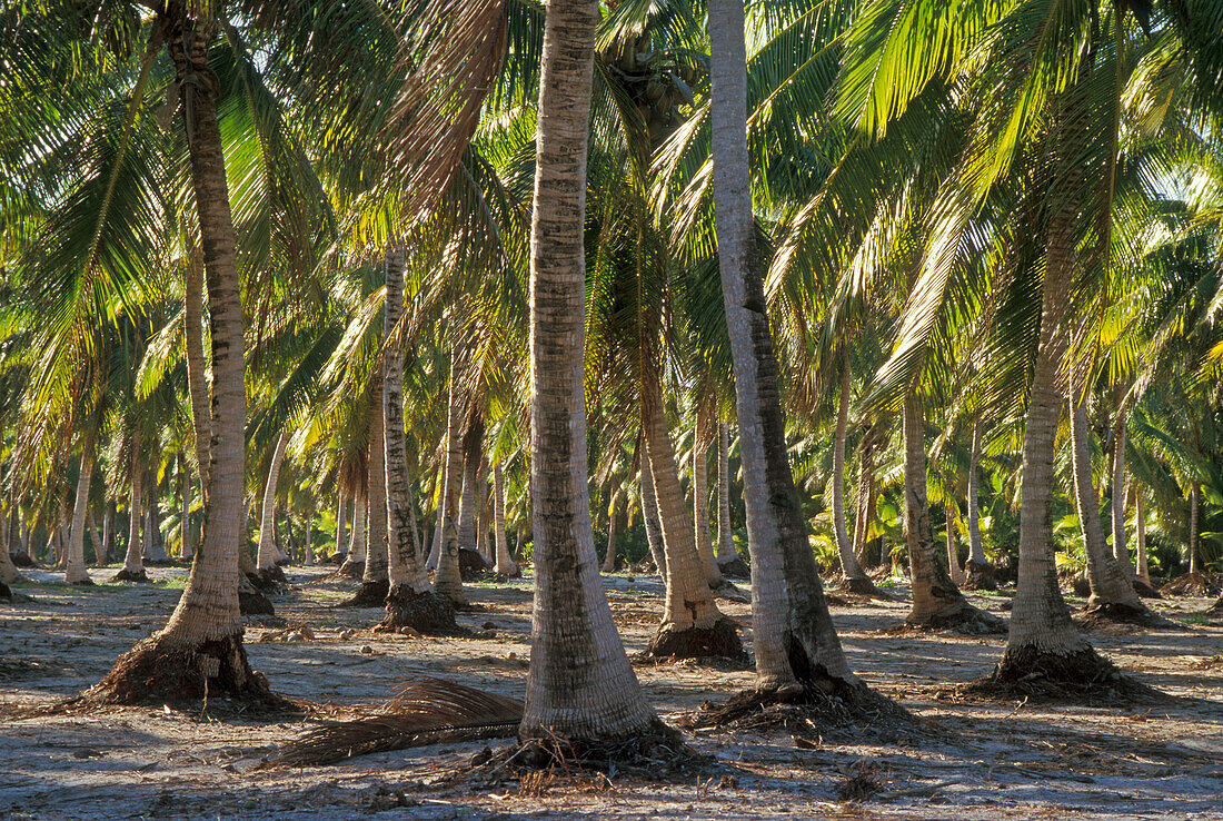 Bikini-Insel: Kokospalmen, die 1975-76 für Tests des US-DOE auf Cäsiumstrahlung gepflanzt wurden; Marshallinseln, Mikronesien.