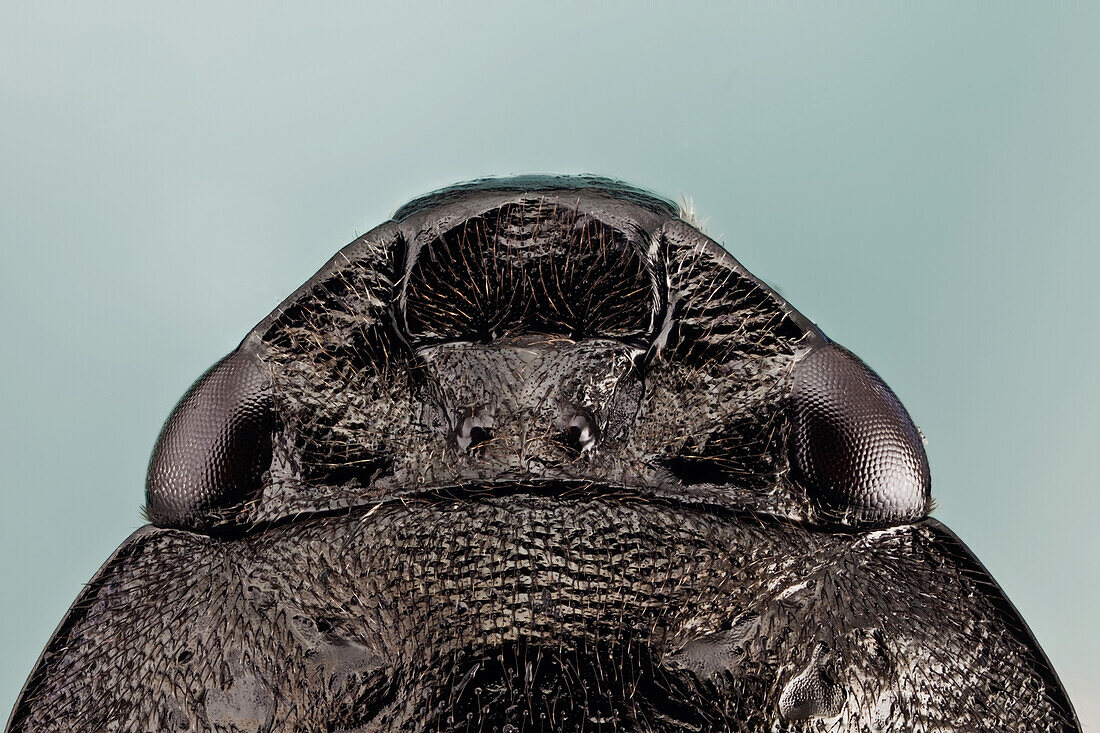 Cercopis intermedia oder Froschheuschrecke; eine Nahaufnahme des Kopfbereichs; man sieht das Facettenauge und die Ocelli