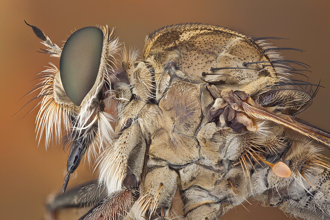 The short, strong proboscis of robber flies is used to stab and inject victims with saliva containing neurotoxic and proteolytic enzymes which paralyze and digest the insides; the fly then sucks the liquefied meal through the proboscis.