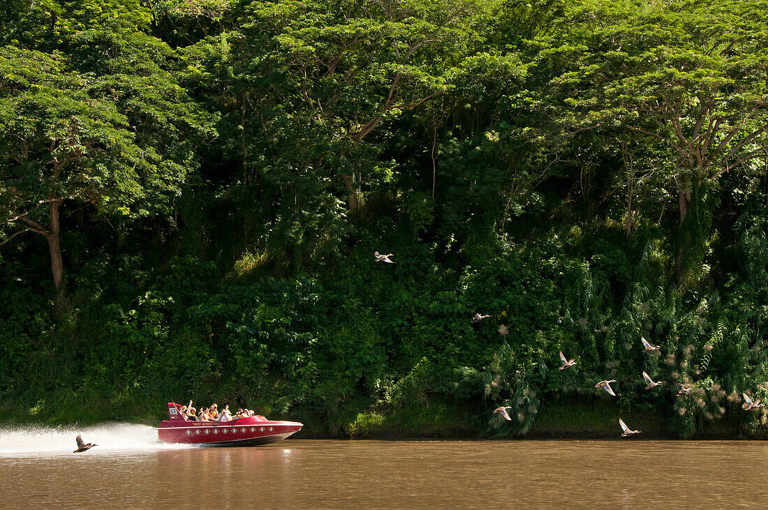 Jetboat-Tour auf der Sigatoka River Safari, Insel Viti Levu, Fidschi.