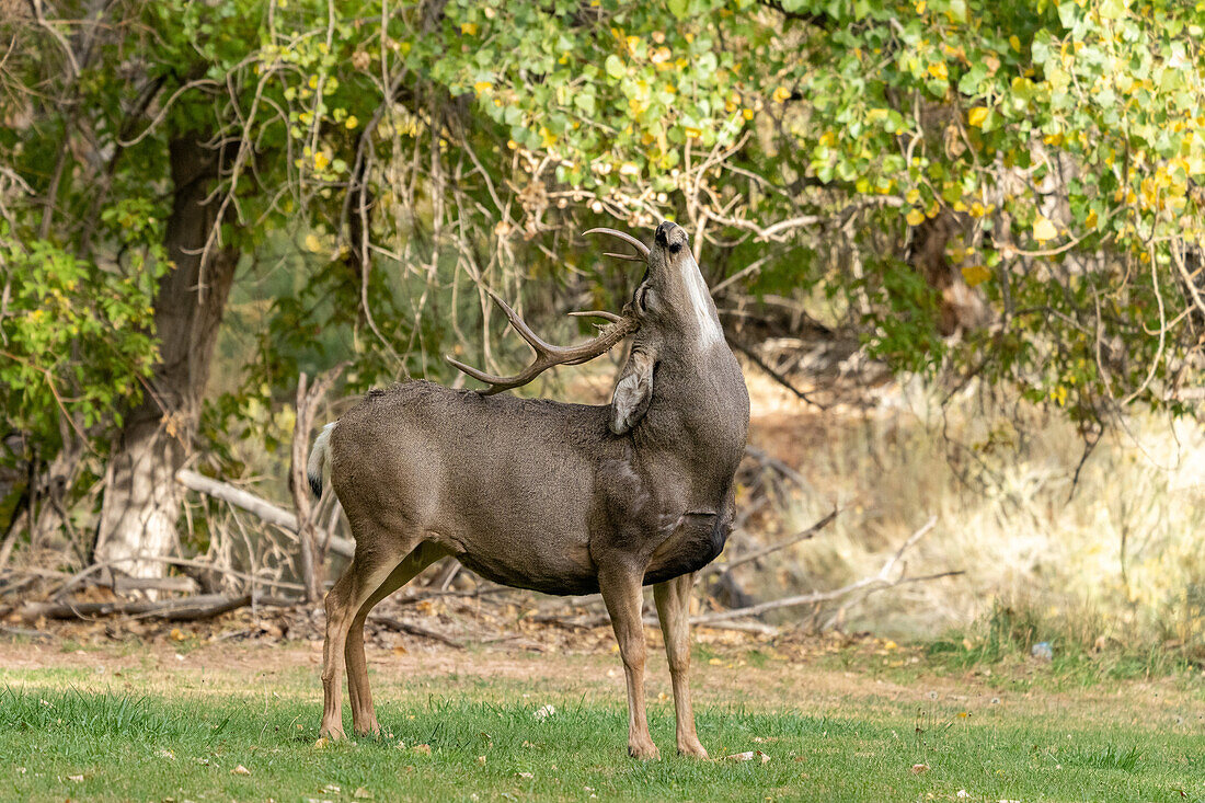 A buck or male Mule Deer, Odocoileus hemionus, rubs his antlers on his back in Capitol Reef National Park, Utah.