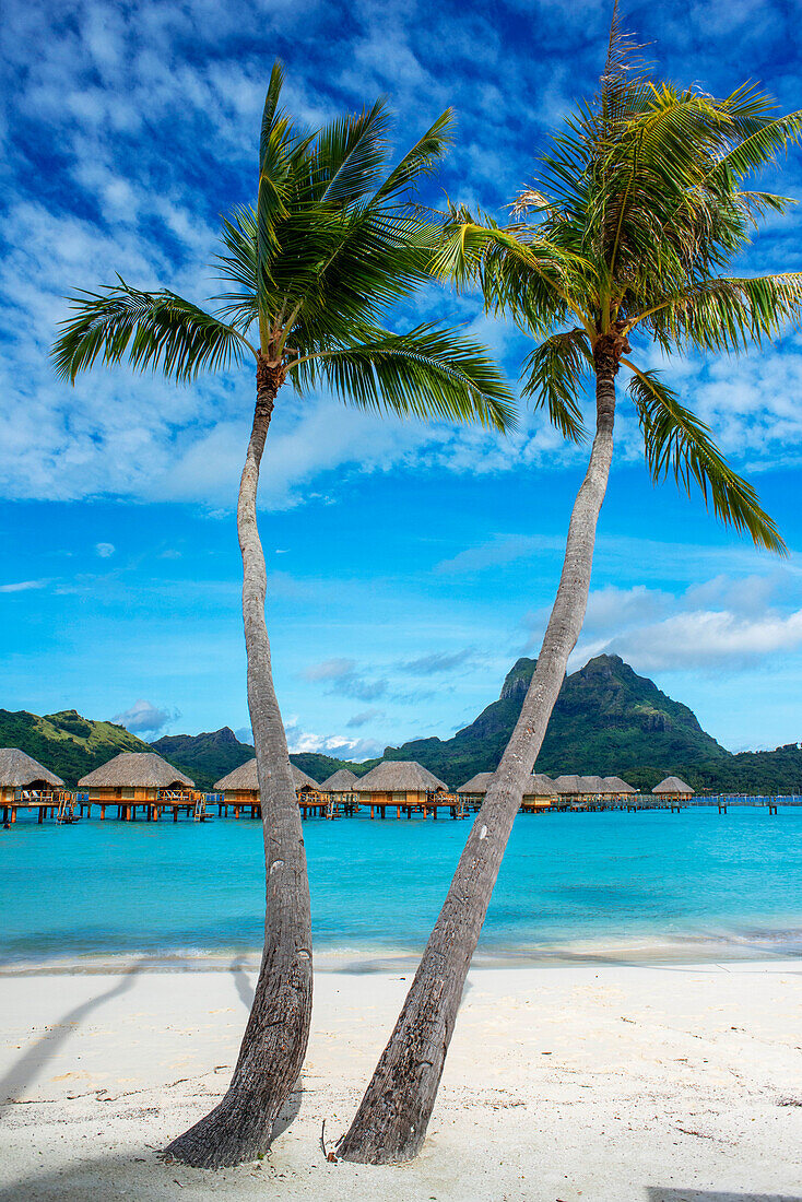 Palmen am Strand des Luxusresorts Le Bora Bora by Pearl Resorts auf der Insel Motu Tevairoa, einem kleinen Eiland in der Lagune von Bora Bora, Gesellschaftsinseln, Französisch Polynesien, Südpazifik.