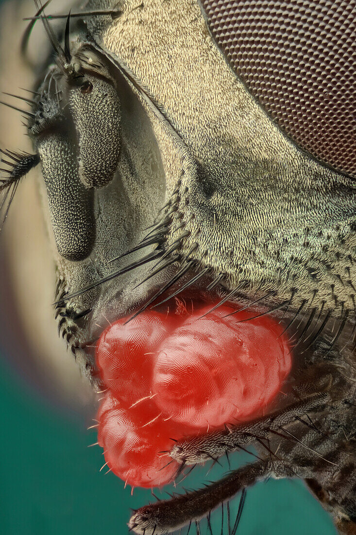 Nahaufnahme einer Musca domestica oder Stubenfliege mit starkem Milbenbefall; drei Milben unter dem Subgenitalbereich. Diese Milben haben eine leuchtend rote Farbe und eine fingerabdruckartige Struktur.