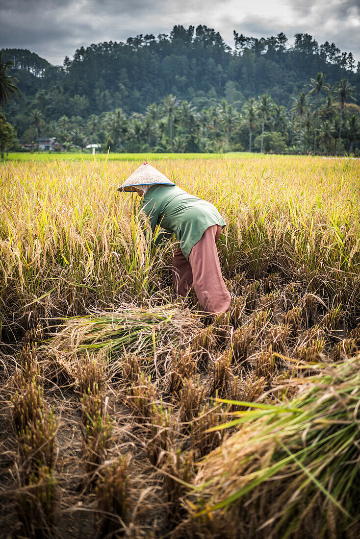 Bauern bei der Arbeit in einem Reisfeld, Bukittinggi, West Sumatra, Indonesien