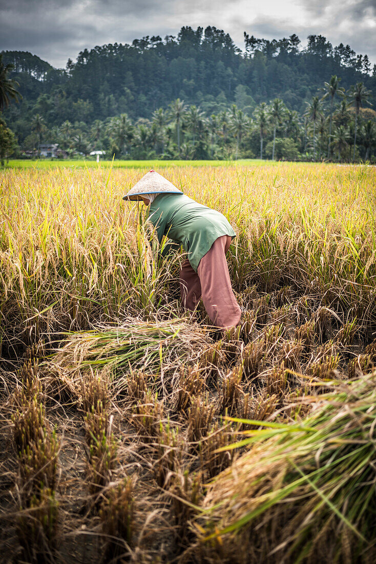 Farmers working in a rice paddy field, Bukittinggi, West Sumatra, Indonesia