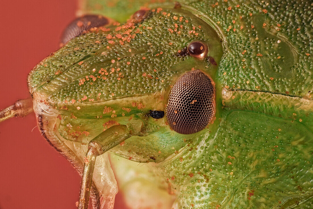 Nezara viridula oder grüne Stinkwanze; eine Art, die ursprünglich aus Äthiopien stammt, aber überall auf der Welt vorkommt; dieses Exemplar ist mit Pollen bedeckt